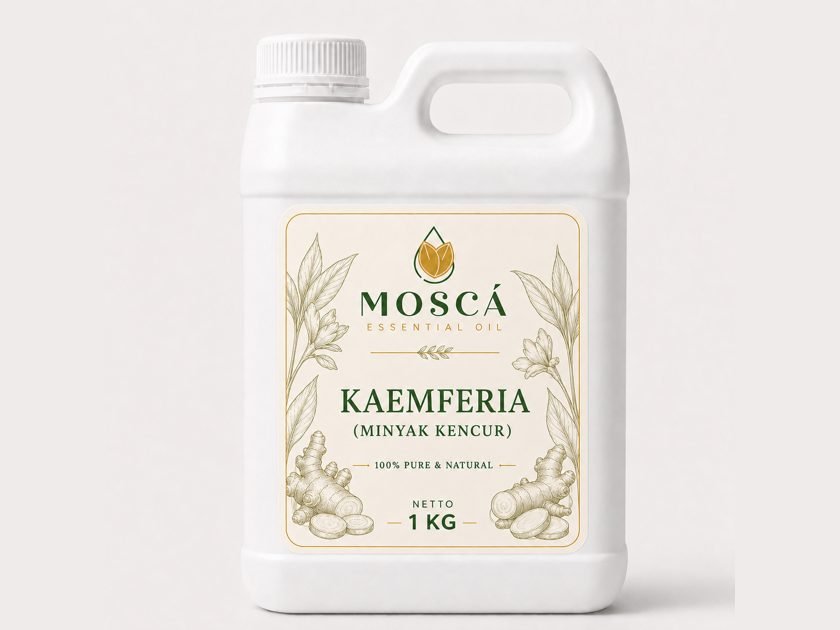 Kaempferia (Minyak Kencur)